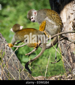 Paar eine gemeinsame Totenkopfaffen (Saimiri Sciureus) auf dem Baum. Stockfoto