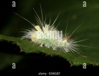 Caterpillar blass Tussock Moth (Calliteara Pudibunda) Stockfoto