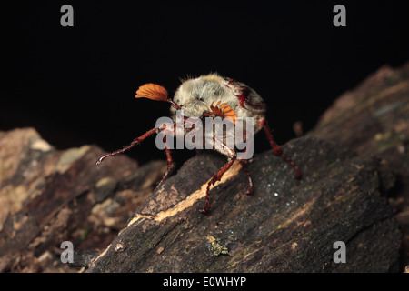 Maikäfer Beetle Maikäfer Melolantha Melolantha irischen Käfer Irland Irish UK Europe behaarten Flügeldecken Chitin Insekt Makroaufnahme Stockfoto