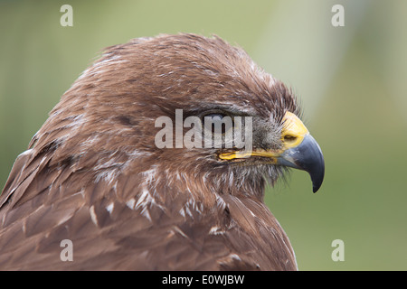 gemeinsamen Bussard-Porträt Stockfoto