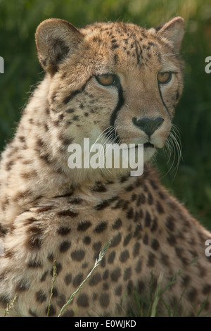 Foto von einem majestätischen männlichen Gepard Stockfoto