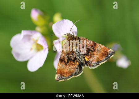 Kleine gelbe Underwing Panemeria Tenebrata Fütterung auf Damen Kittel Cardamine pratensis Stockfoto