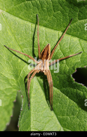 Baumschule Web Spider Pisaura mirabilis Stockfoto