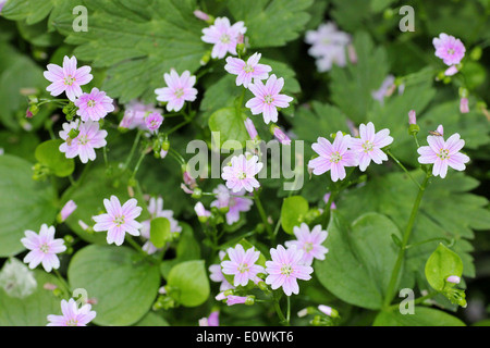 Rosa Portulak Claytonia sibirica Stockfoto