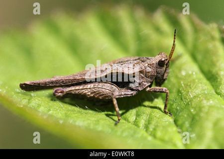 Männlich - schlanke Groundhopper Tetrix subulata Stockfoto
