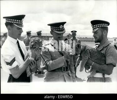 11. November 1963 - Scots Guards verabschieden Lion Clubs: Zwei Löwen Cubs, zwei Löwenbabys, Unita und Fortior, die verwaist waren, als ihre Mutter von Wilderern getötet wurde, angenommen als Maskottchen der 2nd Battalion Scots Guards, die Templer Barracks in Nairobi tätig sind. Bild zeigt: Der Kommandant Oberstleutnant G.P.M. Ramsay (Mitte) spielt mit einem der Cubs. Links im weißen Hemd, Lance Sergeant W. Fleming, und auf der rechten Seite, mit Bart, Pionier Sergeant Ronald Ryves. Stockfoto