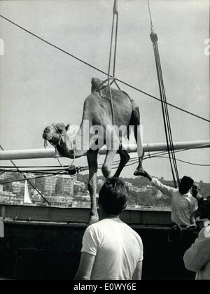 6. Juni 1964 - Rom, 26. Juni 1964 - mehr als dreißig Kamele kamen heute Morgen aus Libyen in den kleinen Hafen von Anzio. Menschen nur wunderte sich über die ungewöhnliche Ankunft. Sie werden in '' gegossen '' von De Laurentiis '' Riese '' '' La Bibbia'' ('' die Bibel '') und füllt die Noe-Arch. Stockfoto