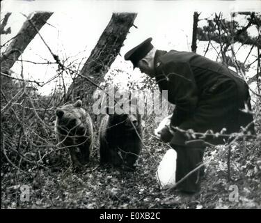 1. Januar 1966 - noch im großen Bären auf der Isle Of Wight; Nikita und Valentina haben zwei russischen Bären für 12 Tage erfassen, nach seiner Flucht aus einem Kinderzoo in Ryde, Isle Of Wight ausgewichen. Bisher haben sie die Bemühungen der sortierten Polizei, R.S.P.C.A und Zoo Mann zu fangen trotzte. Gestern, Herr Harold Sister, die Insel Bär trotzt R.S.P.C.A Stockfoto