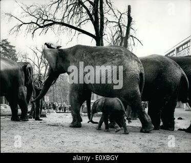 3. März 1966 - Ota-The-Baby-Elefanten der Basler Zoo: Fotoshows. Sie gehen im Basler Zoo, wo sie im Januar geboren wurde OTA, Baby-Elefant, unter dem Schutz der Mutter ist, '' Idunda'' Ota ist nur der dritte afrikanische Elefant jemals in Gefangenschaft gezüchtet. Stockfoto
