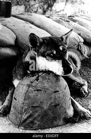 Verlassenen Hund in Vietnam-Krieg Stockfoto