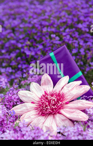eine Blume rosa Papier und ein Geschenk vor lila Blumen Stockfoto