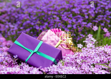 zwei Geschenke vor einem Meer von violetten Frühlings-Blüte Stockfoto