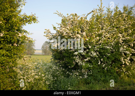 Crataegus Monogyna. Weissdorn Blüte in der englischen Landschaft Stockfoto