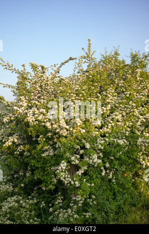 Crataegus Monogyna. Weissdorn Blüte in der englischen Landschaft Stockfoto