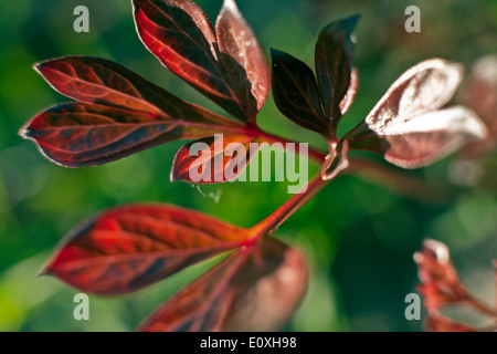 Parthenocissus Quinquefolia, bekannt als wildem Wein, fünf blättrige Efeu oder fünffingrige in Nahaufnahme Stockfoto