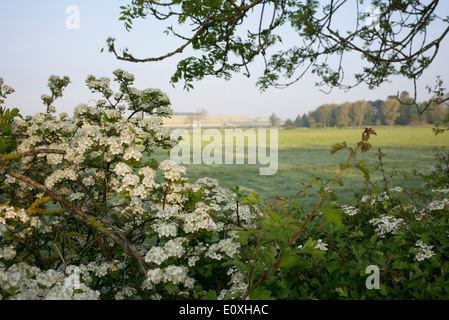 Crataegus Monogyna. Weissdorn Blüte in der englischen Landschaft Stockfoto