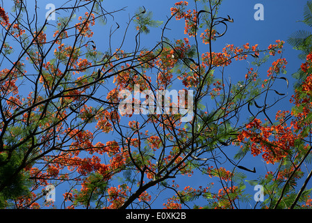 Royal Poinciana Baum in voller Blüte (Delonix Regia) Thailand S. E. Asien Stockfoto