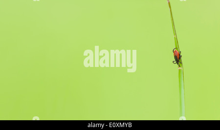 Makro-Bild von einem kleinen roten Reiter Insekt auf einem grünen Blatt Stockfoto