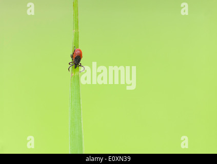Makro-Bild von einem kleinen roten Reiter Insekt auf einem grünen Blatt Stockfoto