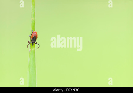 Makro-Bild von einem kleinen roten Reiter Insekt auf einem grünen Blatt Stockfoto