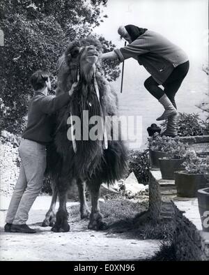 06. Jun. 1967 - Achmad das Kamel beweist einen beliebten Bewohner im Tilly Whim Inn in Dorset.; Achmad, ein baktrianisches Kamel aus Tibet, ist die neueste Ankunft im Tilly Whim Inn in Swanage, Dorset, und erweist sich bereits als ein beliebter Bewohner. Er ist immer bereit, bei der schweren Arbeit zu helfen, endlos bereit, Fahrten für Kinder zu geben, und überglücklich durch die einfache Unterkunft für ihn im Hinterhof zur Verfügung gestellt. Aber es gibt Nachteile an Achmad. Denn obwohl er nur für seinen Keep arbeitet, kommt sein Keep ziemlich teuer ganz abgesehen von den 500 es kostete Mrs Stockfoto