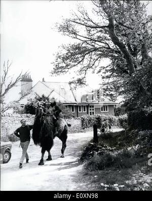 6. Juni 1967 - Achmad das Kamel beweist ein beliebter Bewohner im Tilly Laune Inn in Dorset: Achmad, A Bastrian Kamel aus Tibet, ist die neueste Ankunft im Tilly Laune Inn at Swanage, Dorset, und erweist sich bereits ein beliebter Bewohner. Er ist immer bereit zu helfen, mit der schweren Arbeit, endlos bereit, Fahrgeschäfte für Kinder, und durch die einfache Unterbringung für ihn im Hinterhof überglücklich. Aber es gibt auch Nachteile über Achmad. Obwohl er nur seinem Unterhalt arbeitet, sein ziemlich teuer, abgesehen von der £500 kommt es Frau Kosten Stockfoto