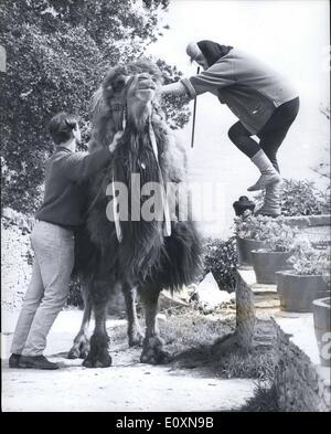 6. Juni 1967 - Achmad das Kamel beweist ein beliebter Bewohner im Tilly Laune Inn in Dorset: Achmad, ein Bestrian Kamel aus Tibet, ist die neueste Ankunft an der Tilly-Laune Inn Swanage, Dorset, und erweist sich bereits ein beliebter Bewohner. Er ist immer bereit zu helfen, mit der schweren Arbeit, endlos bereit, Fahrgeschäfte für Kinder, und durch die einfache Unterbringung für ihn im Hinterhof überglücklich. Aber es gibt auch Nachteile über Achmad. Denn obwohl er nur seinem Unterhalt arbeitet, seinem Unterhalt ziemlich teuer kommt, abgesehen von den 00 beendet es Frau Kosten Stockfoto