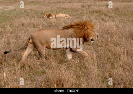 männlicher Löwe Massai Masai Mara national park Kenia Afrika Stockfoto
