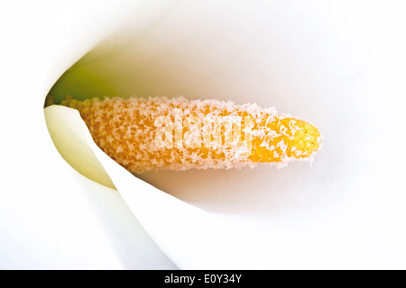 Weiße Calla Lilie hautnah Stockfoto