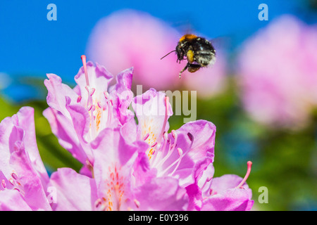Bumble Bee schwebt über einer Blume Stockfoto