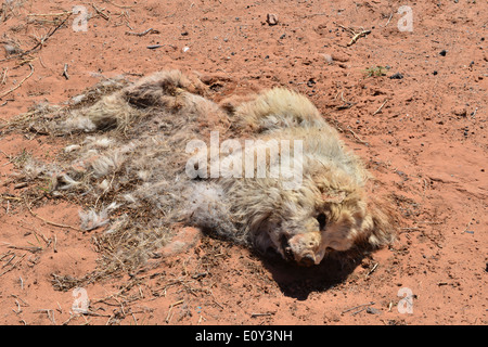 Ein Toter Hund auf der Seite der Straße in Utah. Stockfoto