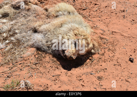 Ein Toter Hund auf der Seite der Straße in Utah. Stockfoto