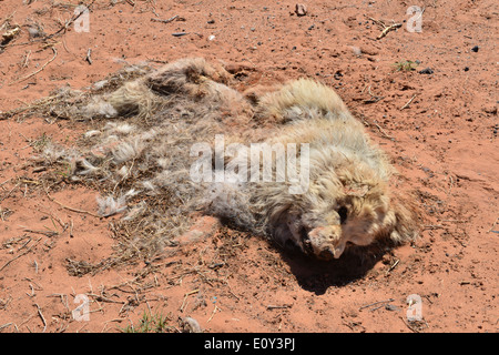 Ein Toter Hund auf der Seite der Straße in Utah. Stockfoto