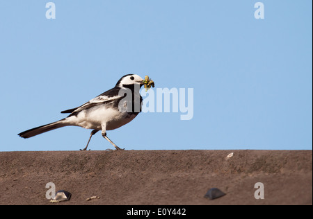 Trauerschnäpper Bachstelze Motacilla Alba mit Bissen von Lebensmitteln für die Küken Stockfoto