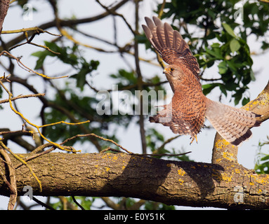 Wilde weiblicher Turmfalke, Falco Tinnunculus im Flug Stockfoto