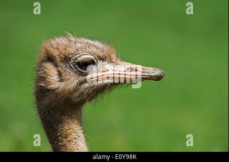 Gemeinsamen Strauß (Struthio Camelus) Nahaufnahme des Kopfes Stockfoto