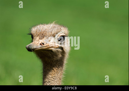 Gemeinsamen Strauß (Struthio Camelus) Nahaufnahme des Kopfes Stockfoto