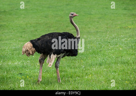 Gemeinsamen Strauß (Struthio Camelus) männlichen in Grünland Stockfoto