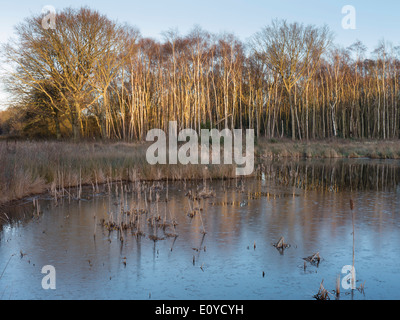 Europa, Großbritannien, England, Surrey, Esher Teich Winter Stockfoto