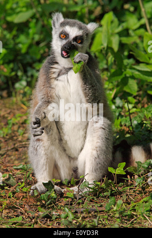 Katta - Lemur catta Stockfoto