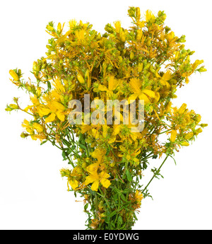 Blumenstrauß Johanniskraut isoliert auf weißem Hintergrund Stockfoto