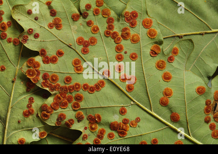 Zinkblume Gallen - Neuroterus quercusbaccarum Stockfoto