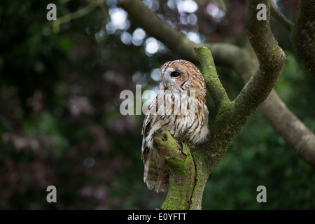 Waldkauz (Strix Aluco) sitzen im Garten Post. Stockfoto