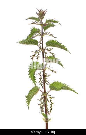 Blühende stechen oder gemeinsame Brennessel, Urtica Dioica, isoliert gegen weiß Stockfoto