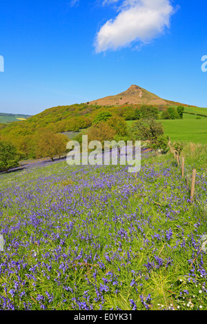 Nähe Topping und Glockenblumen in Newton Holz, North Yorkshire, North York Moors National Park, England, UK Stockfoto