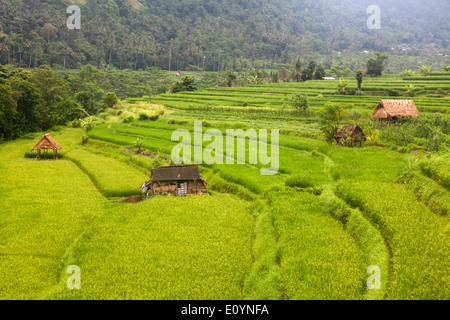 Reisfelder in Region Sidemen, Karangasem Regency, Bali, Indonesien Stockfoto