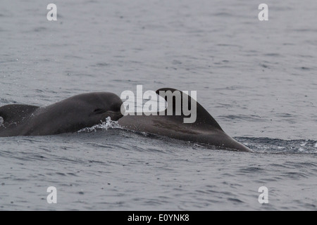 Jungen Short-finned Grindwal (Globicephala Macrorhynchus) und Erwachsene, Teneriffa Stockfoto