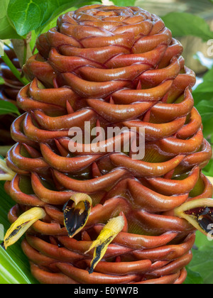 Europa, Großbritannien, England, London, Kew Gardens Palm House Zingiber Spectabile Stockfoto