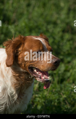 Brittany Spaniel, auch bekannt als Epagneul Breton oder amerikanischen Bretagne. Stockfoto