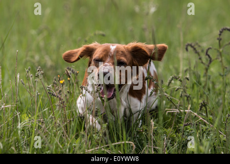 Brittany Spaniel, auch bekannt als Epagneul Breton oder amerikanischen Bretagne. Stockfoto